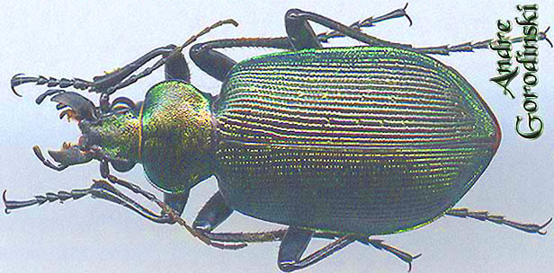 http://www.gorodinski.ru/carabidae/Calosoma cyanescens.jpg